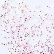 SAKURAの画像