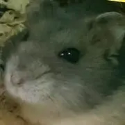 友貴