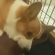 源太