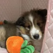犬好き❤️の画像