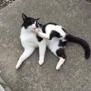 ちー(断捨離中)