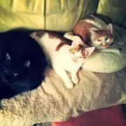 うにまぐろほたて
