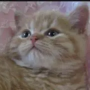 ドゥラメンテ