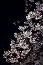 みなづき