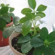 メルの画像