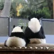 ☆パンダ☆