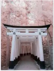 来縁姉の画像