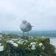 でそでその画像