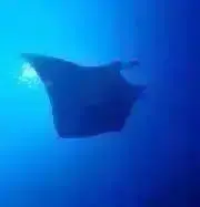 もみの木ちょこの画像
