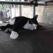 チシャ