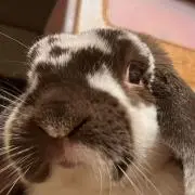 しのの画像