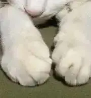 ぱぴの画像