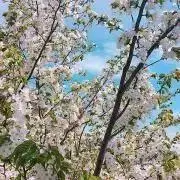 てぃの画像