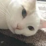 2442の画像
