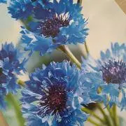 cocoの画像