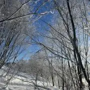 MDの画像