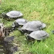 おっの画像
