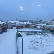 トマニキの画像