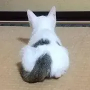 綾鷹の画像