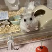 ぷくの画像