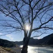 マオの画像
