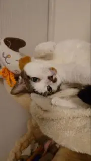 高速ルンバ猫