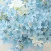 コメントSALEあり◆pinata◆の画像