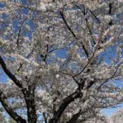 アクアの画像