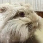 小次郎