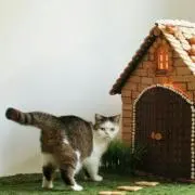 しましまの画像