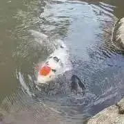 わらび餅の画像