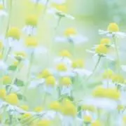 yu_no♩の画像