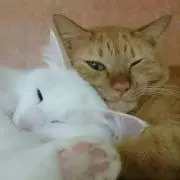 はるこまの画像