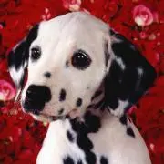 あん