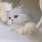 yu!の画像
