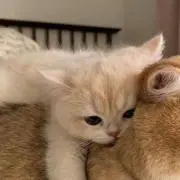 はなの画像