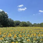 うめの画像