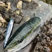 サッくんの画像