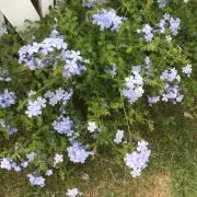 しゃもじの画像
