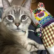 トトコ