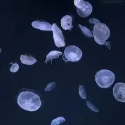 たろの画像