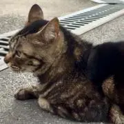 Rの画像