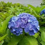 くりっこの画像