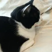 ゆうゆうの画像