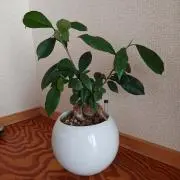 momoの画像