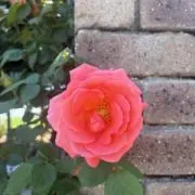 くまこ