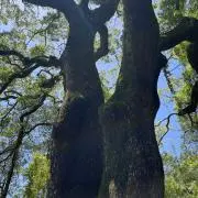 ミィの画像