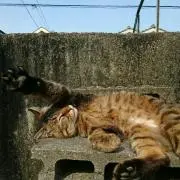 anmoの画像