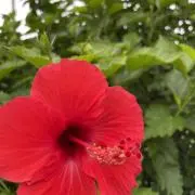 しえなの画像