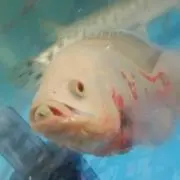 モンチッチ